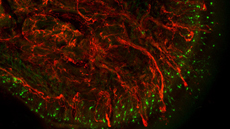 V Jornades Cient�fiques de l'INc