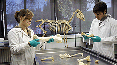 Grau de Veterināria a la UAB