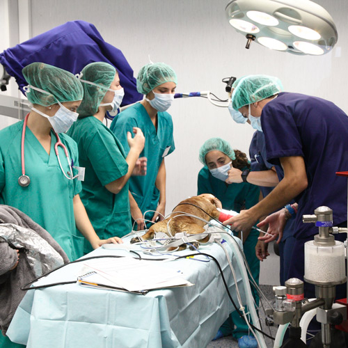 Hospital Cl�nic Veterinari