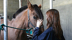 Grau de Veterin�ria a la UAB