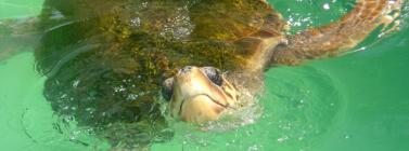 Tortuga marina (imatge: CRAM)