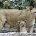 El Zoo de Barcelona ha donat la benvinguda a una cria de lleó, nascuda el passat març. Es tracta d’un mascle, fill de la Run Run i del Lutecio, l’únic [&hellip;]