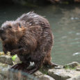 La província de la Terra del Foc posarà en marxa un pla d’eradicació dels castors. Aquests rosegadors van arribar a l’Argentina el 1946. Va ser aleshores quan l’armada d’aquest país [&hellip;]