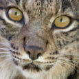 Investigadors de la UAB han participat en la seqüenciació del genoma del linx ibèric, obrint noves vies d’investigació i conservació. L’estudi revela que es tracta d’una de les espècies amb [&hellip;]