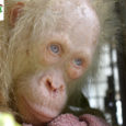 Una ONG ecologista ha localitzat i rescatat un orangutan albí en un petit poble de la part indonèsia de l’illa de Borneo. L’orangutan, una femella d’uns cinc anys de pèl [&hellip;]