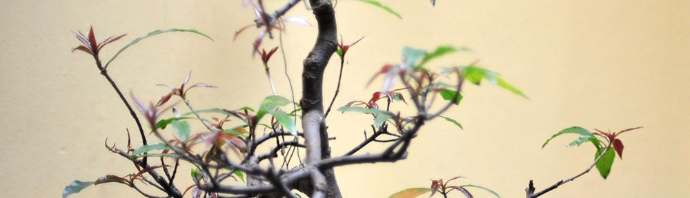 Curs d'iniciació al català – Bàsic 2