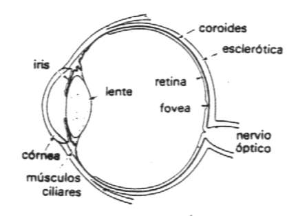 ojo.jpg (11614 bytes)