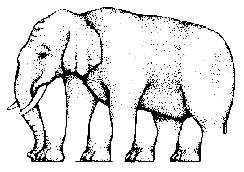 pataselefante.jpg (11778 bytes)