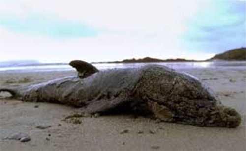 prestige27.jpg (11668 bytes)