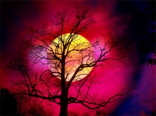 arbolb.jpg (45859 bytes)