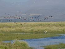 flamingos_th.jpg (5839 bytes)