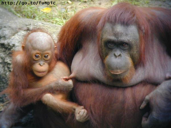 cheeky.jpg (50357 bytes)