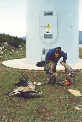 aguilas.jpg (15609 bytes)