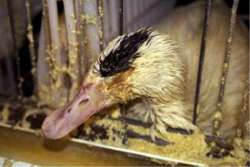 foie010.jpg (7748 bytes)