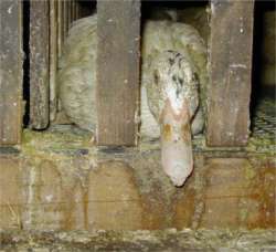 foie011.jpg (9694 bytes)