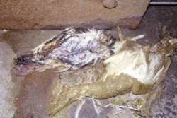 foie07.jpg (7873 bytes)