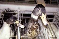 foie09.jpg (8444 bytes)