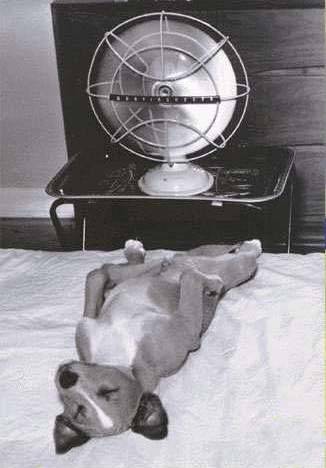 image004.jpg (20999 bytes)