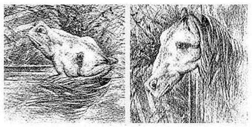 sapocaballo.jpg (36699 bytes)