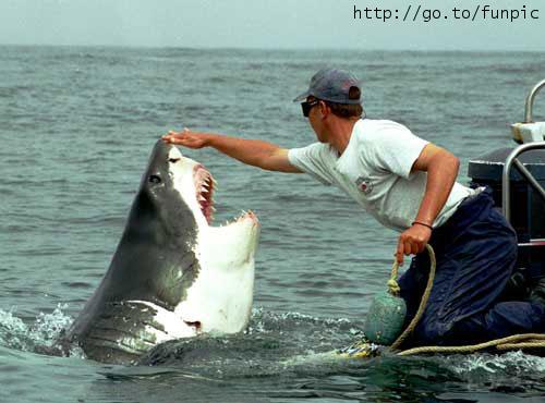 shark.jpg (32445 bytes)