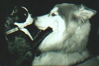 animal011.jpg (19749 bytes)