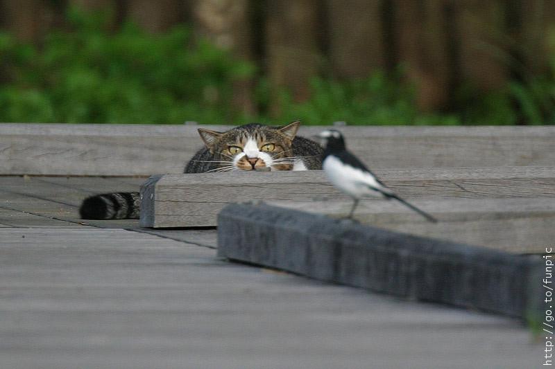 cat.jpg (40882 bytes)