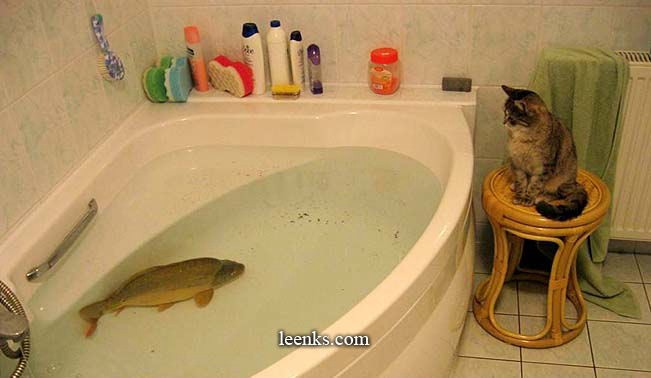 animales6.jpg (46356 bytes)