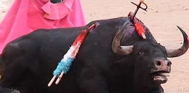 toros12.jpg (17158 bytes)