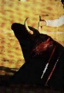 toros13.jpg (10520 bytes)
