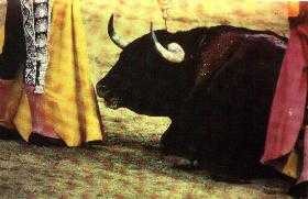 toros14.jpg (17926 bytes)