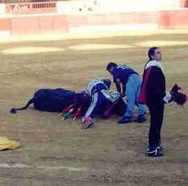 toros15.jpg (15268 bytes)