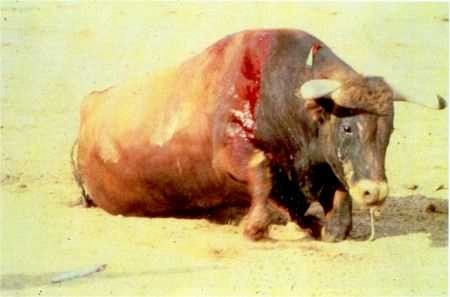 toros19.jpg (22216 bytes)