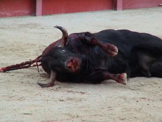 toros2.jpg (20246 bytes)