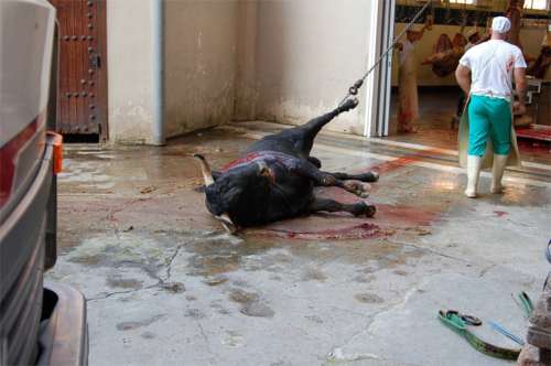 toros20.jpg (22144 bytes)