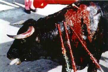 toros7.jpg (26844 bytes)