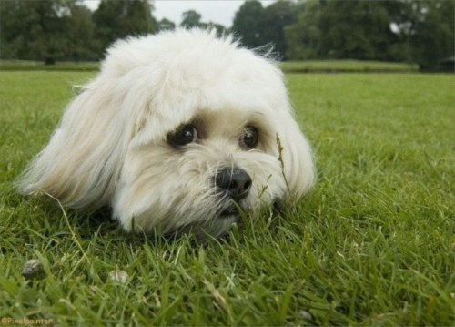 animal009b.jpg (42198 bytes)