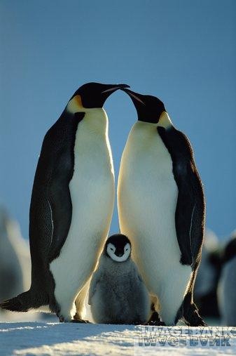 animal17.jpg (30695 bytes)