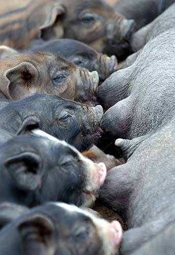 animalito.jpg (20665 bytes)